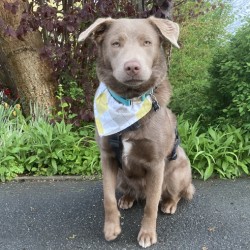 Seniorenheim Glashütten: Unser vierbeiniger Freund - Hündin Lilly